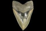 Serrated, Fossil Megalodon Tooth - South Carolina #134278-2